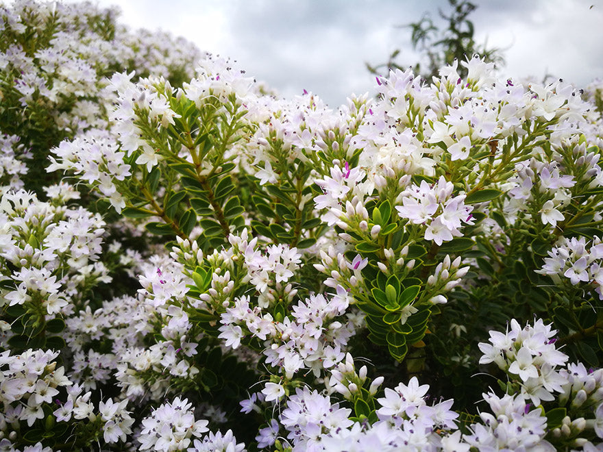 25x Hebe Brachysiphon - $2.99 each