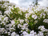 50x Super Flowering Combo  - $4.99 each
