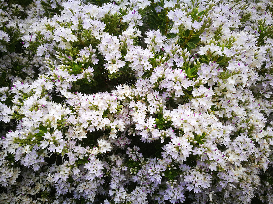 25x Hebe Brachysiphon - $2.99 each