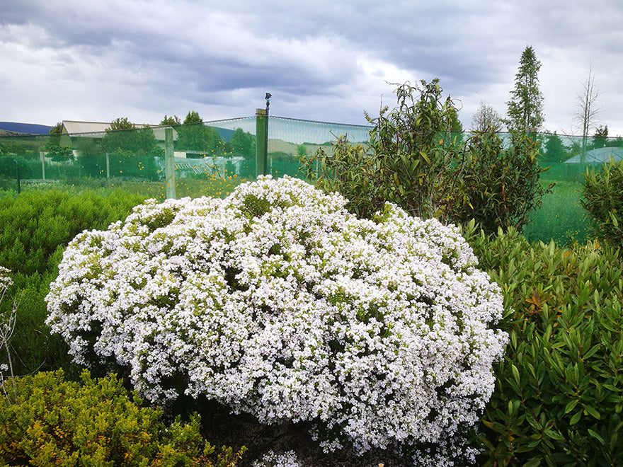 5x Hebe Brachysiphon - $5.99 each