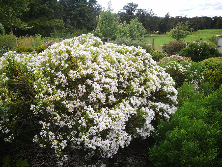 25x Hebe Brachysiphon - $2.99 each