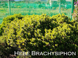 50x Super Flowering Combo  - $4.99 each