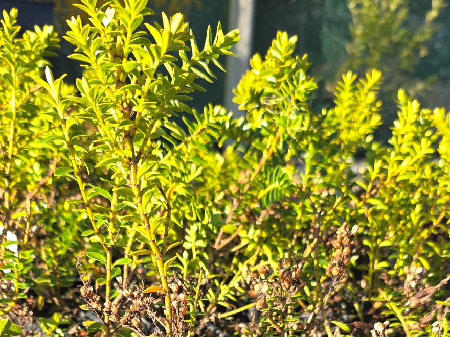 10x Hebe Calcicola - $1.99 each