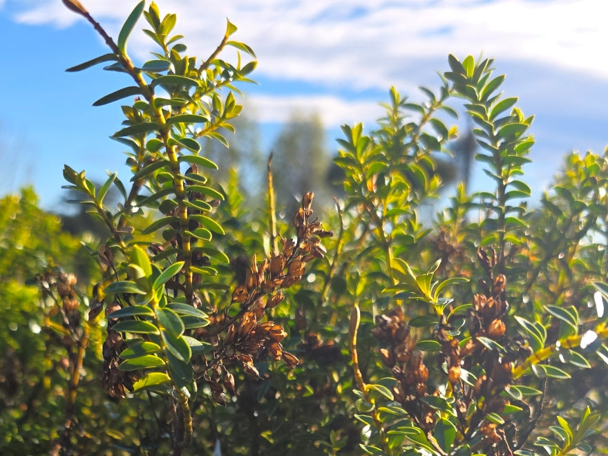 10x Hebe Calcicola - $1.99 each