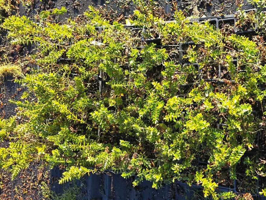 10x Hebe Calcicola - $1.99 each