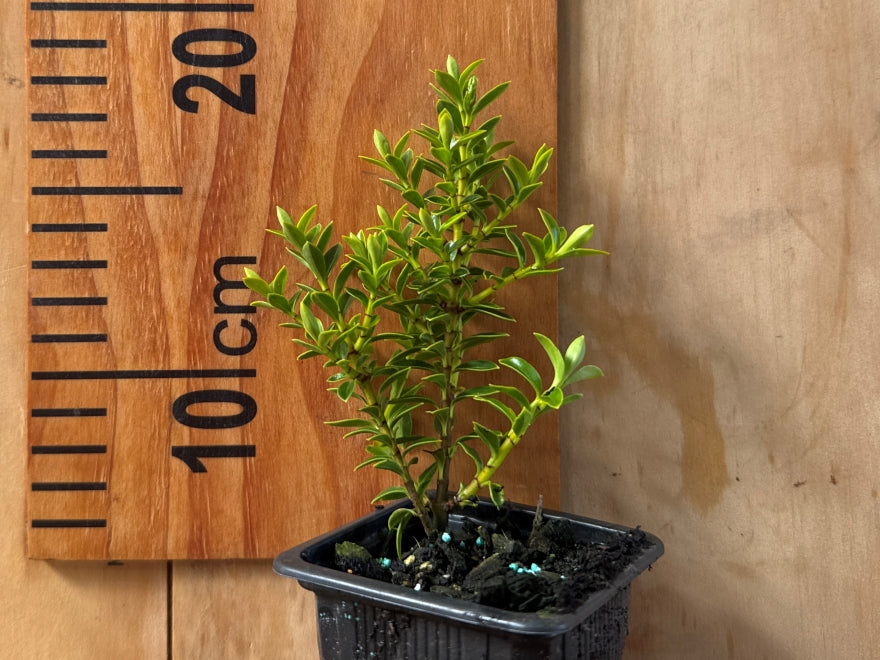 25x Hebe Calcicola - $1.99 each