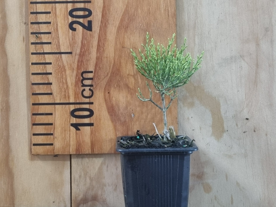 5x Hebe Cupressoides - $5.99 each