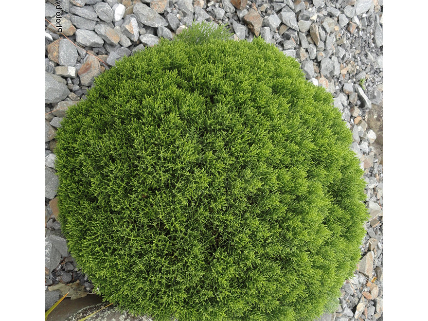 100x Hebe Cupressoides Nana - $3.99