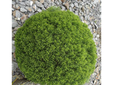 5x Hebe Cupressoides Nana - $5.99