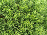 5x Hebe Cupressoides Nana - $5.99