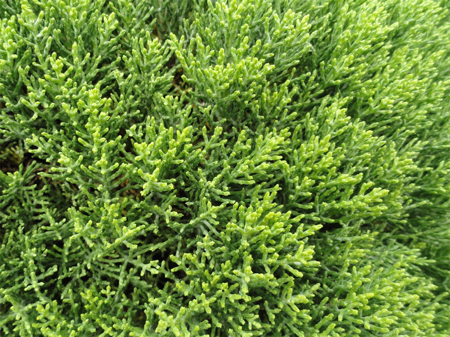 5x Hebe Cupressoides Nana - $5.99