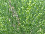 5x Hebe Cupressoides Nana - $5.99