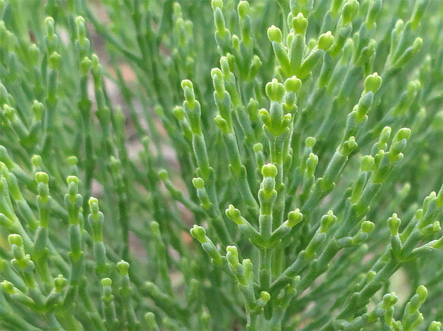 100x Hebe Cupressoides Nana - $3.99