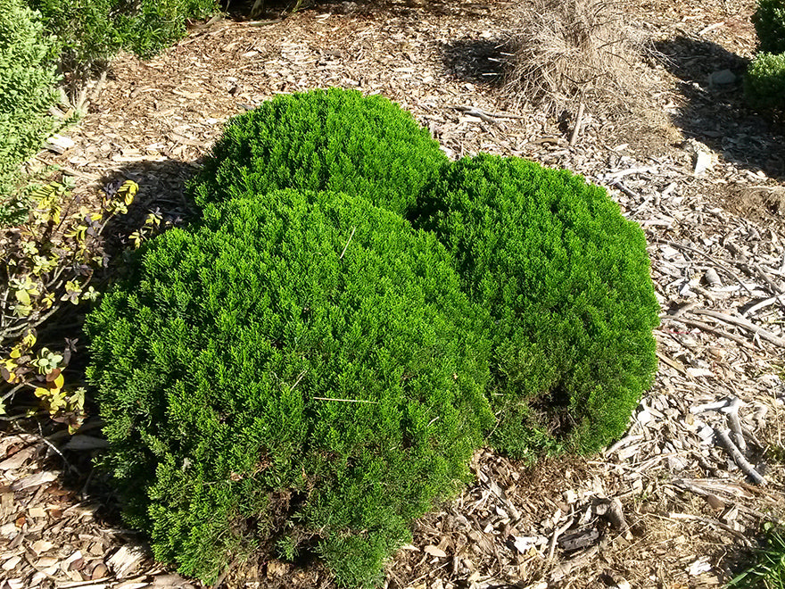 Hebe Cupressoides Nana