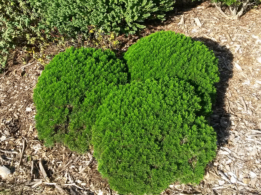 100x Hebe Cupressoides Nana - $3.99