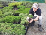 5x Hebe Cupressoides Nana - $5.99