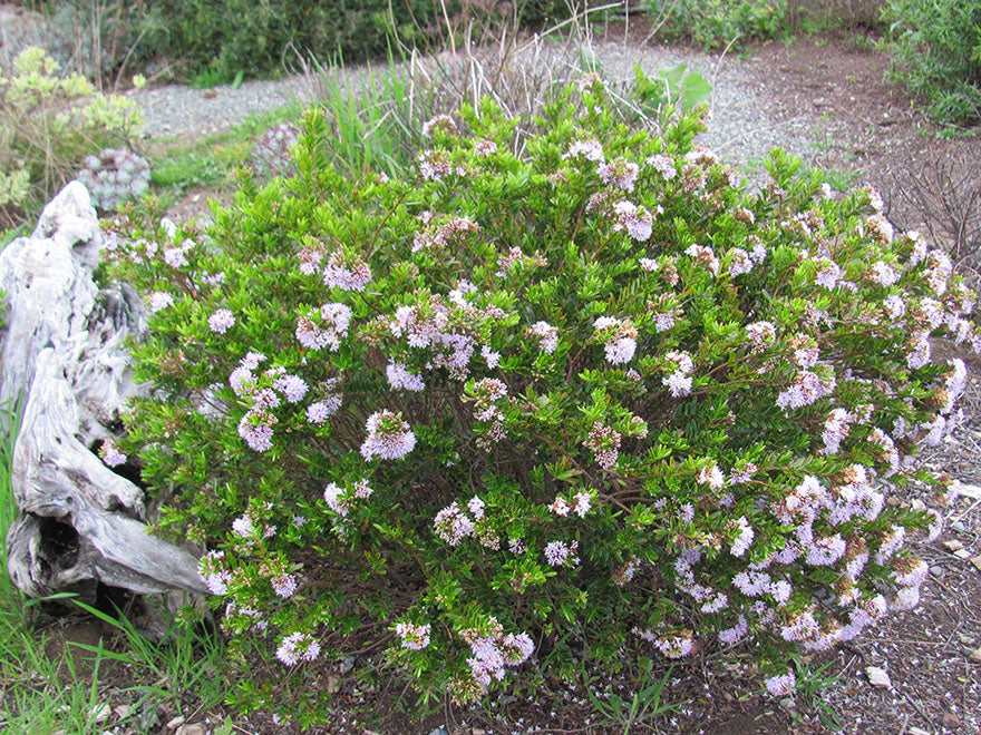 100x Hebe Garden Beauty - $3.99 each