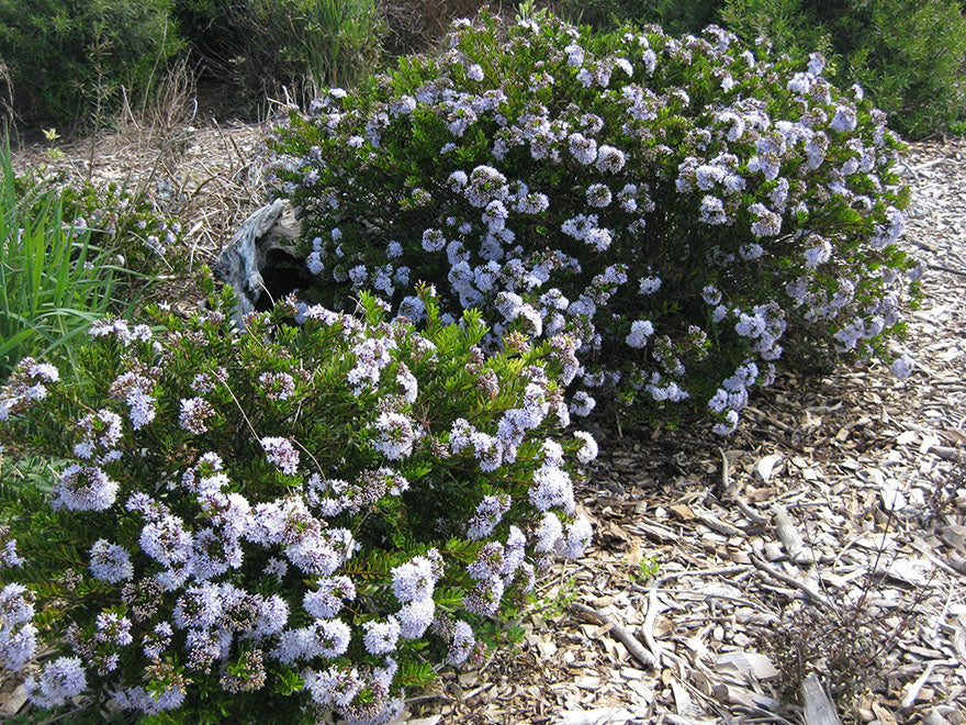 5x Hebe Garden Beauty - $5.99 each