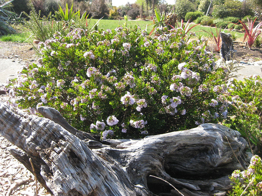 100x Hebe Garden Beauty - $3.99 each