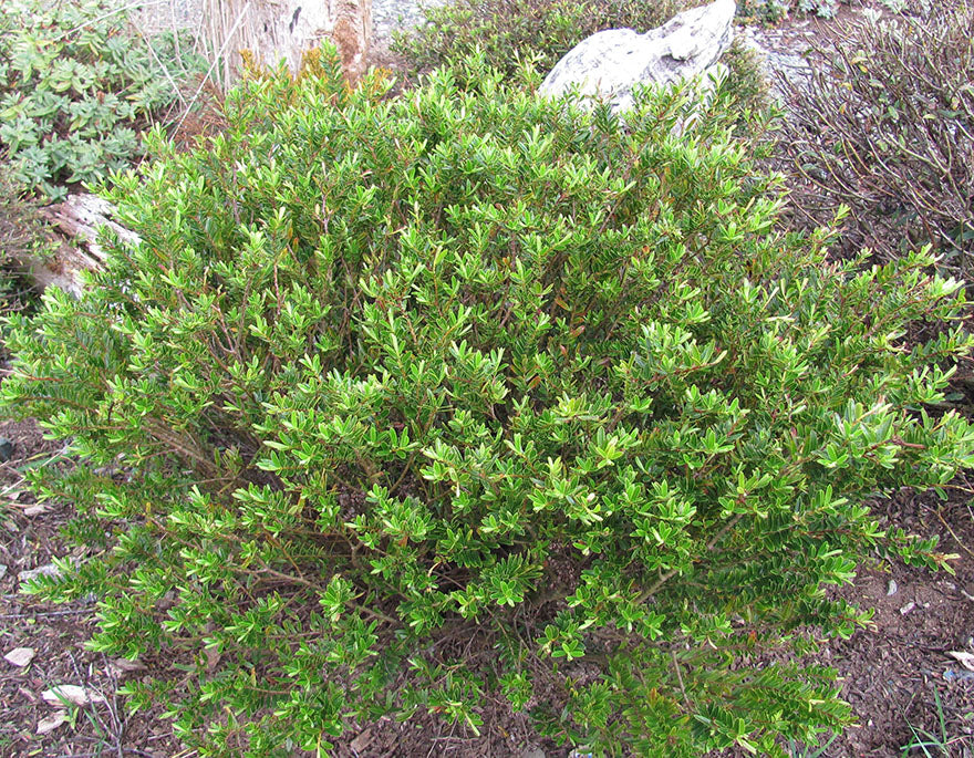 100x Hebe Garden Beauty - $3.99 each