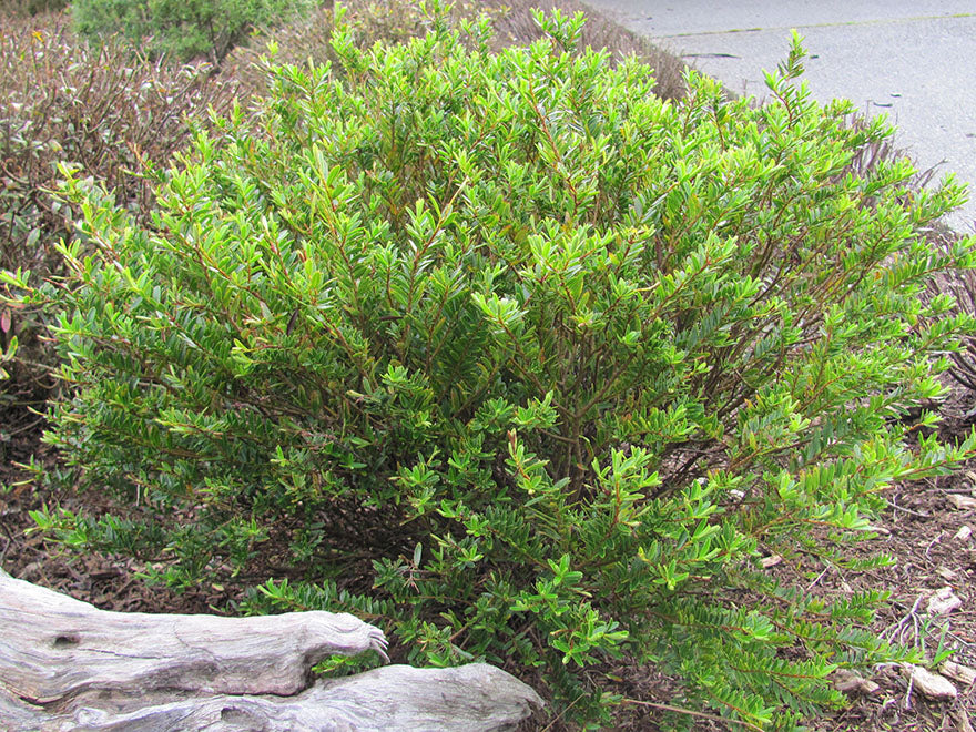 25x Hebe Garden Beauty - $4.99 each