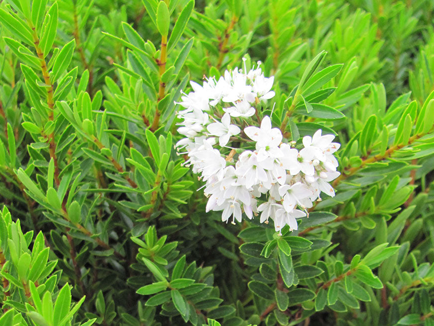 100x Hebe Garden Beauty - $3.99 each