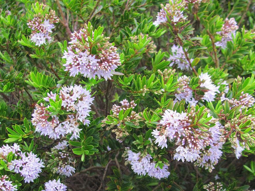 5x Hebe Garden Beauty - $5.99 each