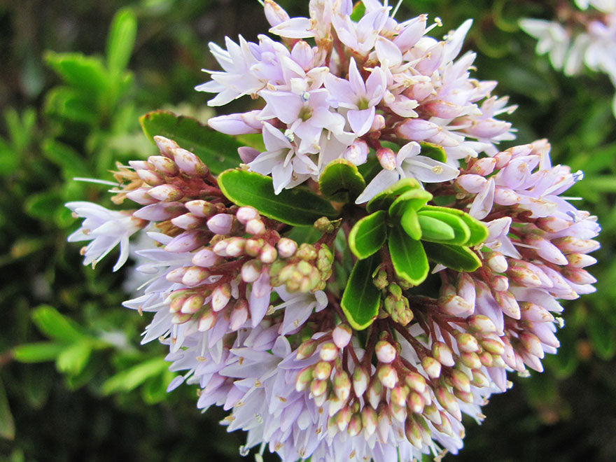 100x Hebe Garden Beauty - $3.99 each