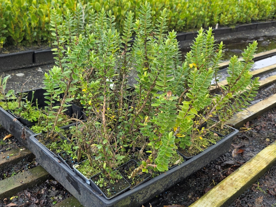 10x Hebe Elliptica - $1.99 each