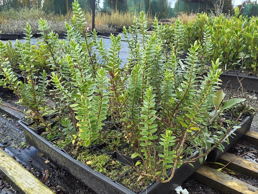 10x Hebe Elliptica - $1.99 each