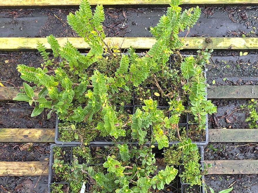 10x Hebe Elliptica - $1.99 each