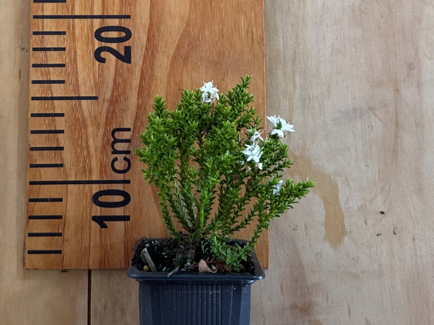 5x Hebe Emerald Gem - $5.99 each