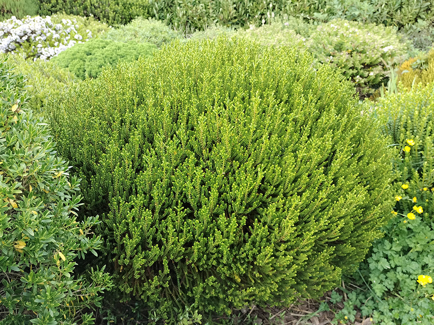 25x Hebe Emerald Gem - $4.99 each