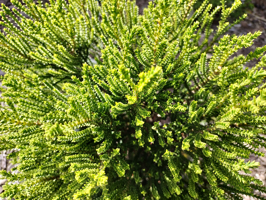 Hebe Emerald Gem - $2.99 each