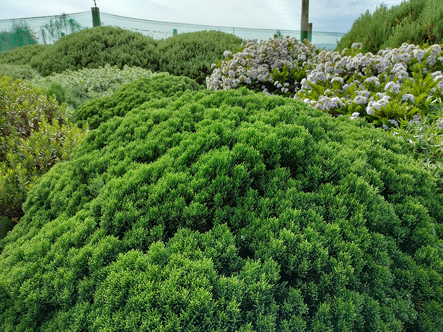 Hebe Emerald Gem - $2.99 each