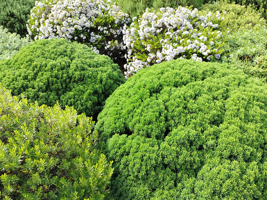 25x Hebe Emerald Gem - $4.99 each