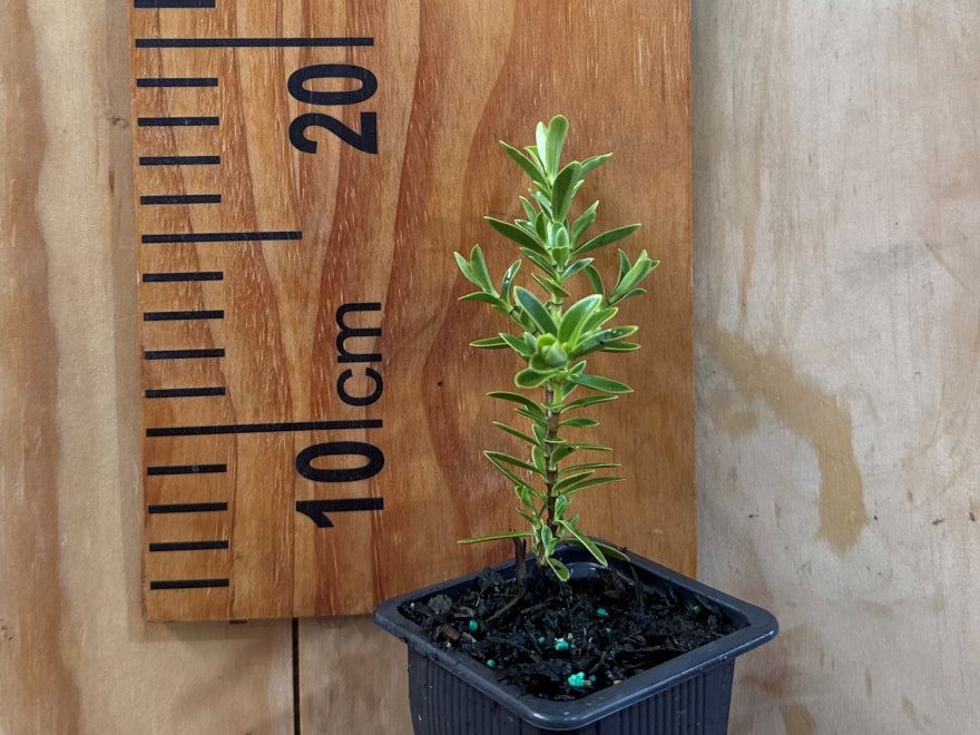 100x Hebe Evenosa - $3.99 each