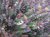 100x Low Growing Native Combo - $3.99 each