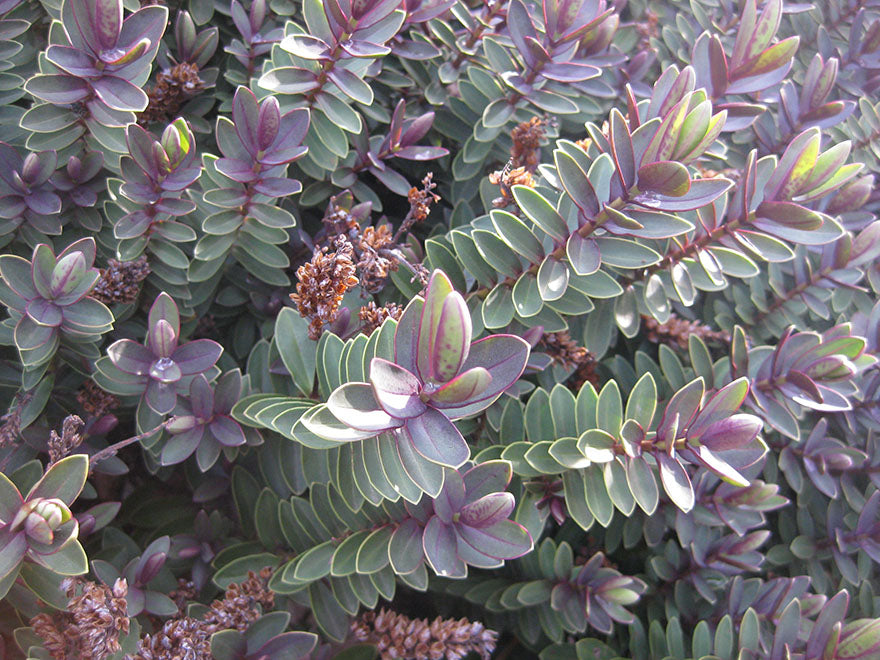 25x Hebe First Light - $4.99 each