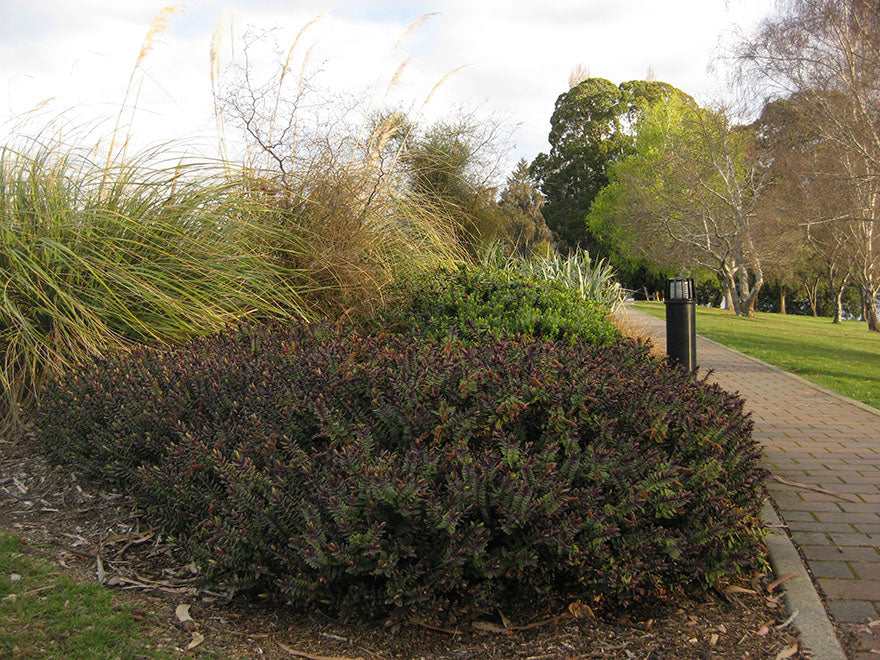 25x Hebe First Light - $4.99 each