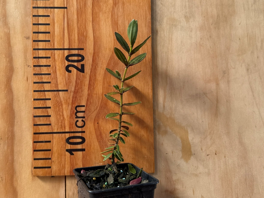 5x Hebe First Light - $5.99 each