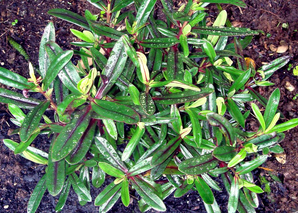 25x Hebe Flame - $4.99 each