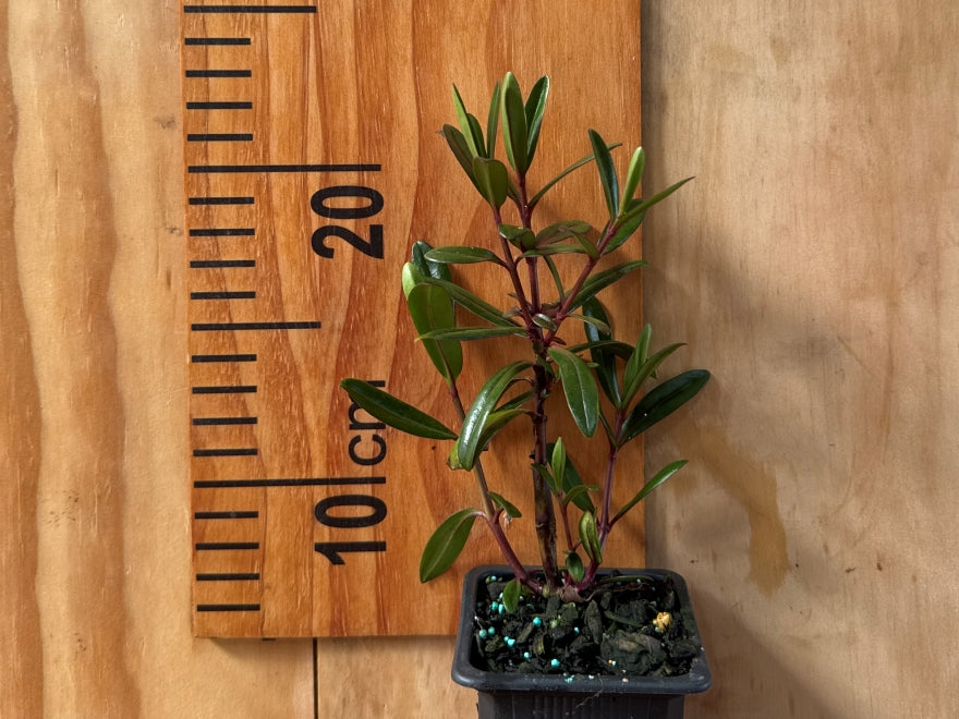 25x Hebe Flame - $4.99 each