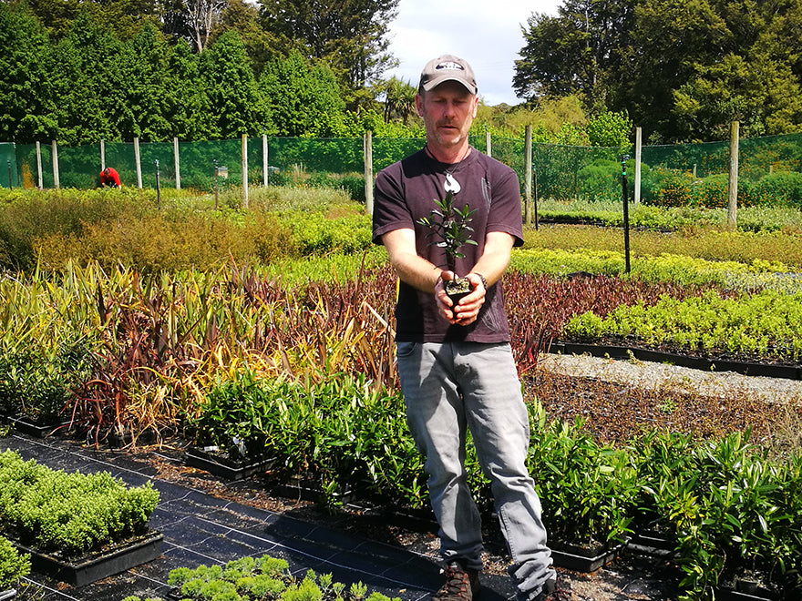 25x Hebe Flame - $4.99 each