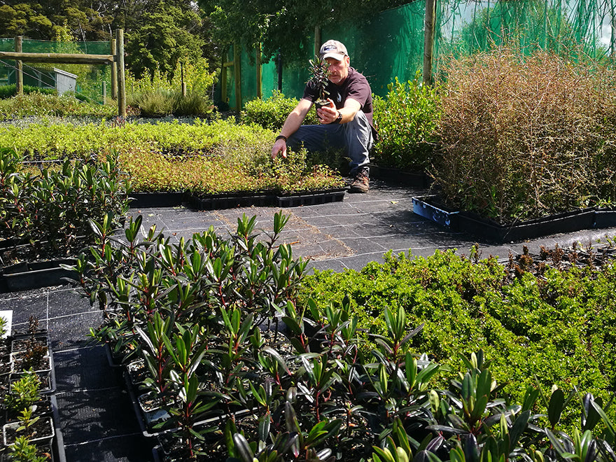 5x Hebe Flame - $5.99 each