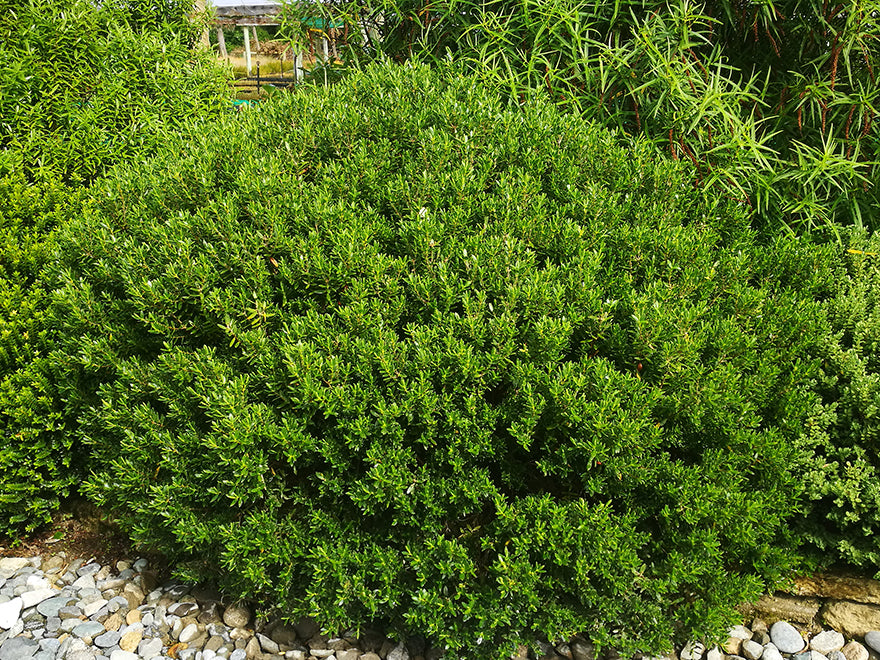 25x Hebe Fruticeti - $4.99 each