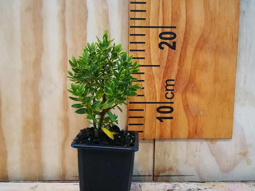 5x Hebe Fruticeti - $2.99 each