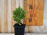 5x Hebe Fruticeti - $5.99 each
