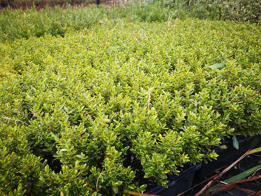 25x Hebe Fruticeti - $4.99 each