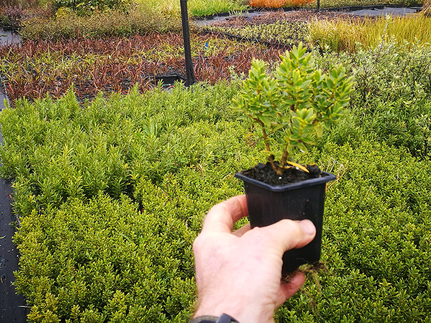 25x Hebe Fruticeti - $4.99 each